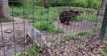 שמורת הדובים - טיול לרומניה עם החברים