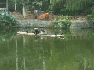 טיול עם החברים בסין דיג עם קורמורנים