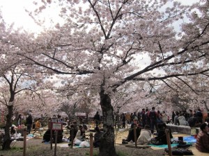 פריחת הדובדבן