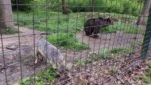 שמורת הדובים - טיול לרומניה עם החברים