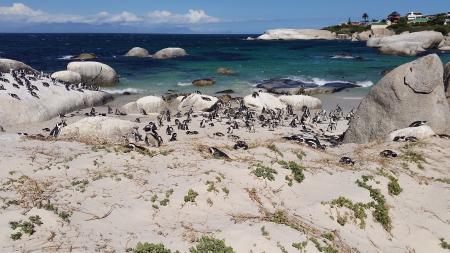 אי הפינגווינים בחוף בולדרס